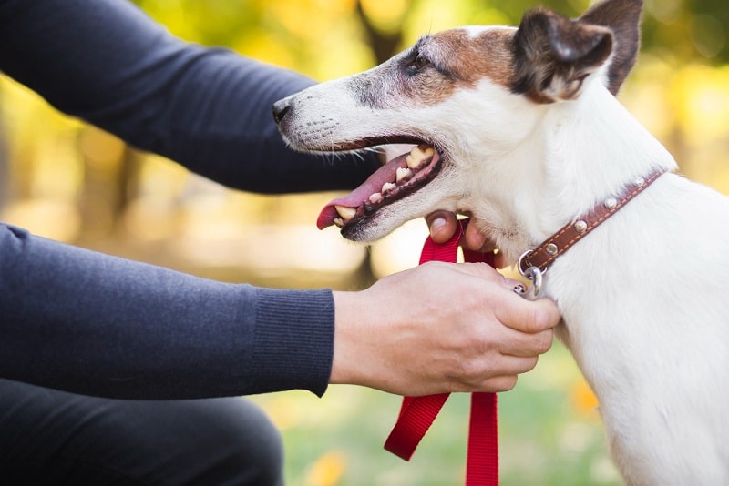 Dog Bite Compensation Claim Solicitors